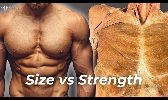 strength-vs-hypertrophy-which-one-builds-more_1.jpg